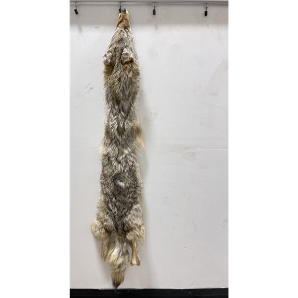 Montana Taxidermy Coyote Pelt #76