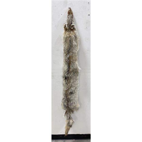 Montana Taxidermy Coyote Pelt #73
