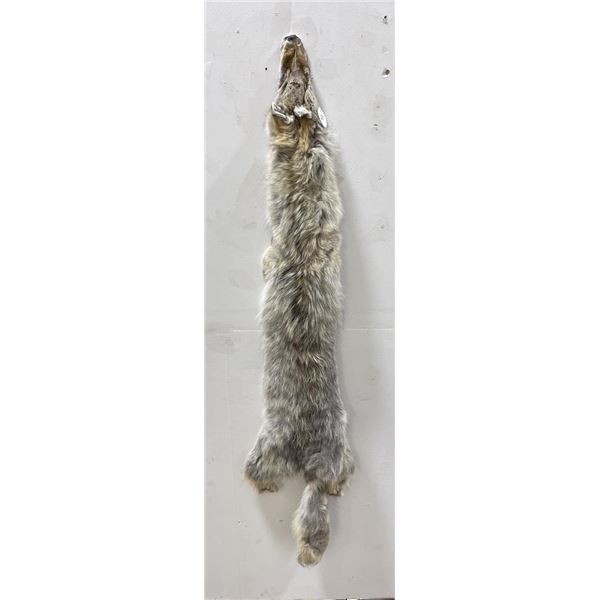 Montana Taxidermy Coyote Pelt #67