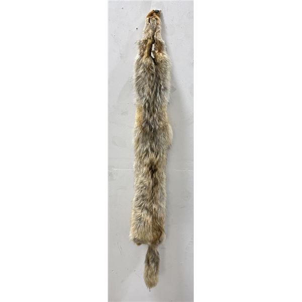 Montana Taxidermy Coyote Pelt #75