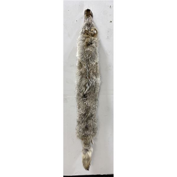 Montana Taxidermy Coyote Pelt #62