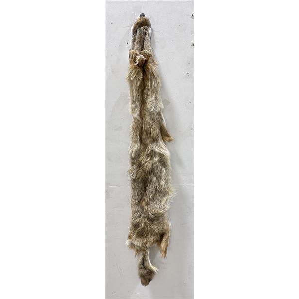 Montana Taxidermy Coyote Pelt #61