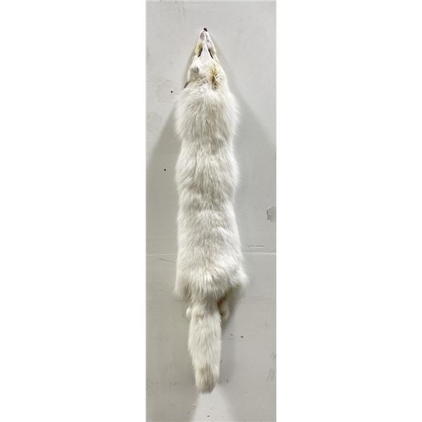Beautiful Arctic Fox Fur Pelt Taxidermy #31