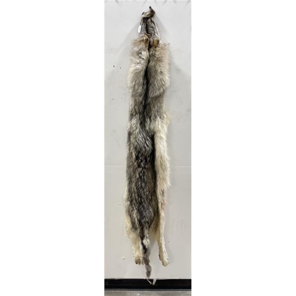 Huge Arctic Wolf Taxidermy Tanned Hide #105