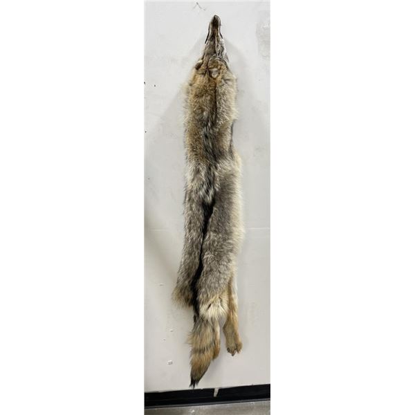 Huge Arctic Wolf Taxidermy Tanned Hide #107