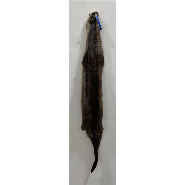 Ohio Taxidermy Otter Hide Pelt Fur #97