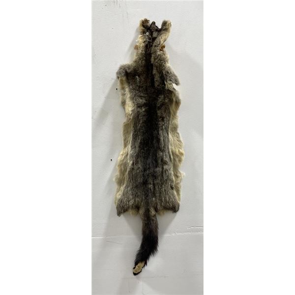 Taxidermy Marmot Pelt Hide Pelt #96