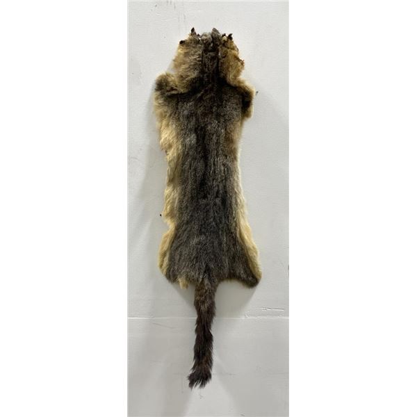 Taxidermy Marmot Pelt Hide Pelt #98