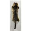 Taxidermy Marmot Pelt Hide Pelt #98
