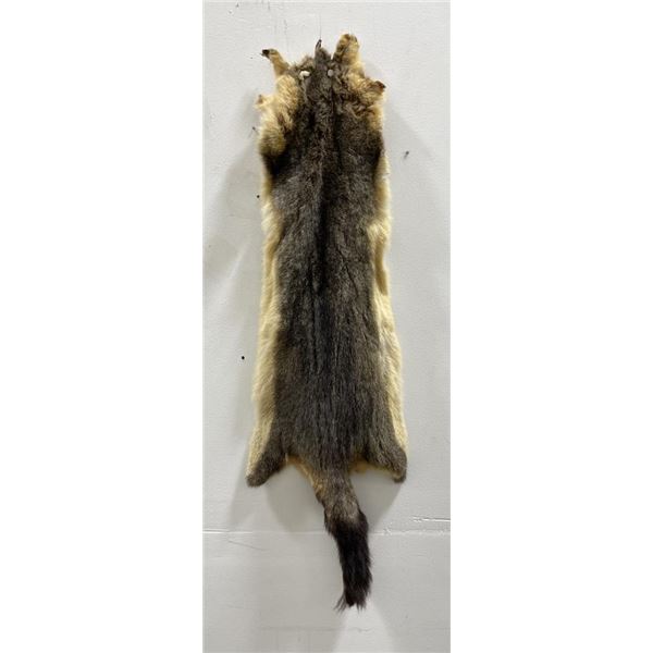 Taxidermy Marmot Pelt Hide Pelt #101