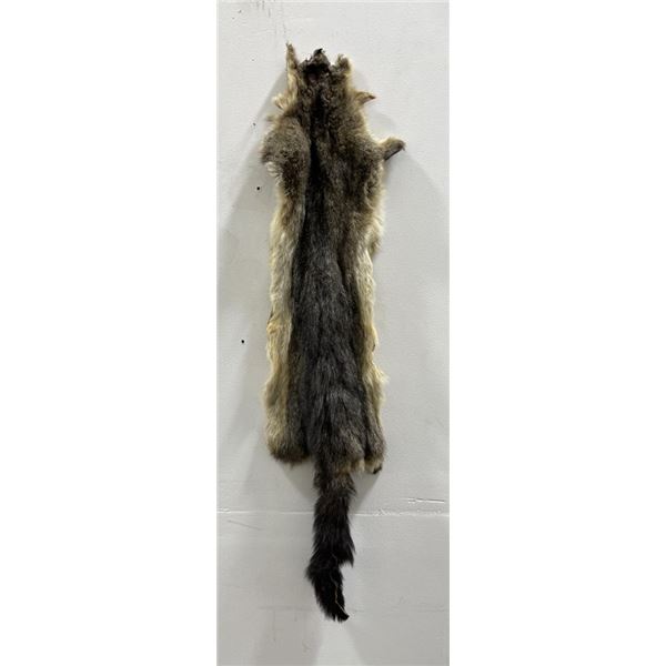 Taxidermy Marmot Pelt Hide Pelt #95