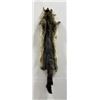 Taxidermy Marmot Pelt Hide Pelt #95
