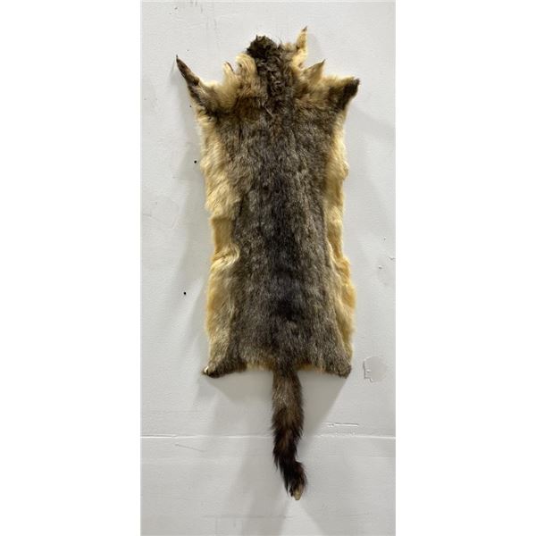 Taxidermy Marmot Pelt Hide Pelt #92