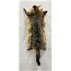 Taxidermy Marmot Pelt Hide Pelt #92