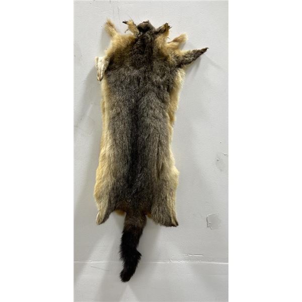 Taxidermy Marmot Pelt Hide Pelt #93