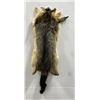 Taxidermy Marmot Pelt Hide Pelt #93