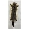 Taxidermy Marmot Pelt Hide Pelt #91
