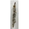 Montana Taxidermy Coyote Pelt #64