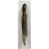 Montana Taxidermy Raccoon Pelt #63