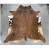 Tanned Brindle Steerhide Steer Bull Cow Rug