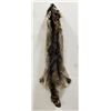Montana Taxidermy Raccoon Pelt #41