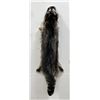 Montana Taxidermy Raccoon Pelt #40
