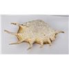 Image 1 : Lambis Truncata Spider Conch Sea Shell