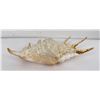 Image 2 : Lambis Truncata Spider Conch Sea Shell
