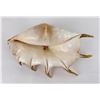 Image 3 : Lambis Truncata Spider Conch Sea Shell