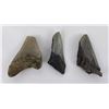 Image 3 : Collection of Megalodon Shark Tooth Fossils
