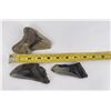 Image 4 : Collection of Megalodon Shark Tooth Fossils