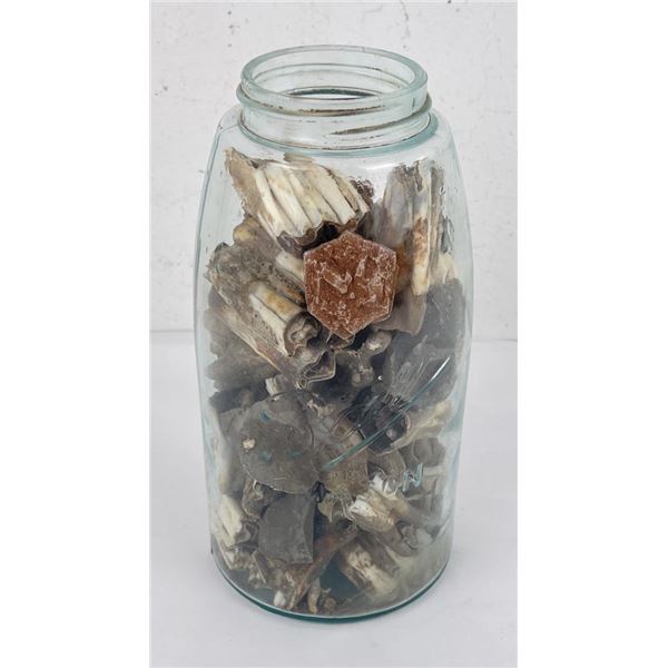 Mason Jar of Montana Buffalo Jump Found Teeth