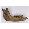 Image 1 : Fossil Woolly Rhinoceros Jaw Bone