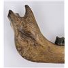 Image 2 : Fossil Woolly Rhinoceros Jaw Bone