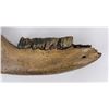 Image 3 : Fossil Woolly Rhinoceros Jaw Bone