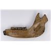 Image 4 : Fossil Woolly Rhinoceros Jaw Bone