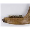 Image 5 : Fossil Woolly Rhinoceros Jaw Bone