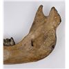 Image 6 : Fossil Woolly Rhinoceros Jaw Bone