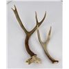 Image 1 : Pair of Whitetail and Mule Deer Horns