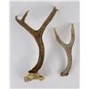 Image 2 : Pair of Whitetail and Mule Deer Horns
