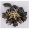 Image 2 : Antique Plains Native American Indian Dew Claws