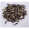 Image 1 : Lot of 100 Fossilized Buffalo Teeth