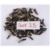 Image 5 : Lot of 100 Fossilized Buffalo Teeth