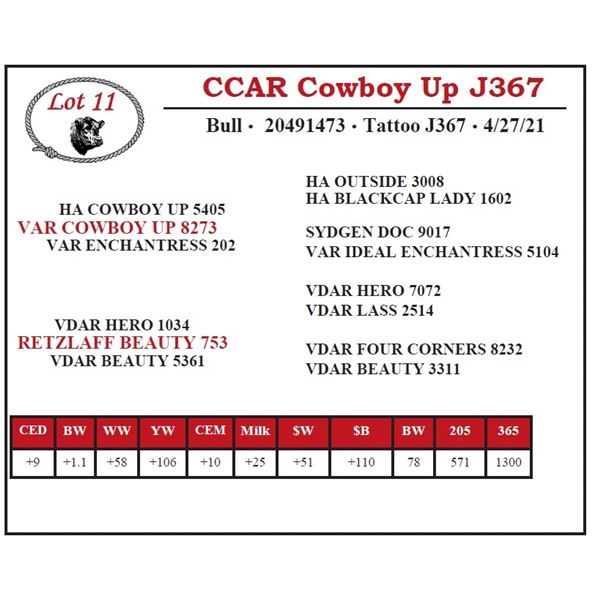 CCAR Cowboy Up J367