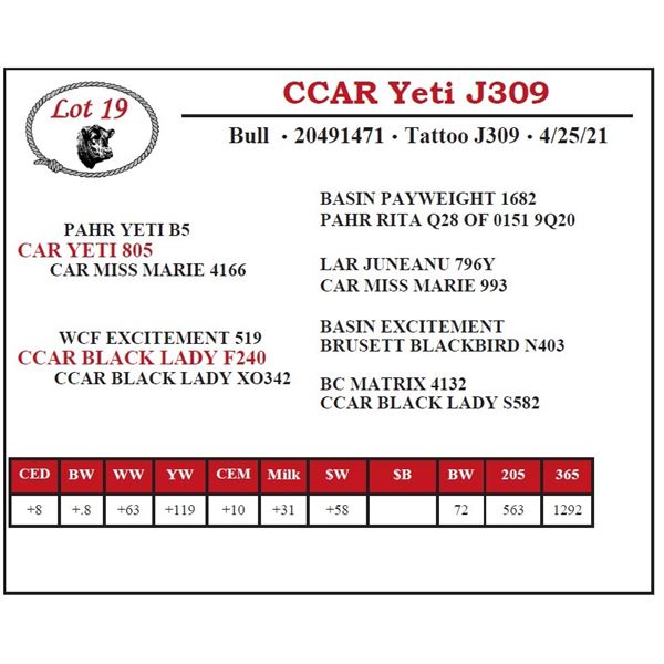 CCAR Yeti J309