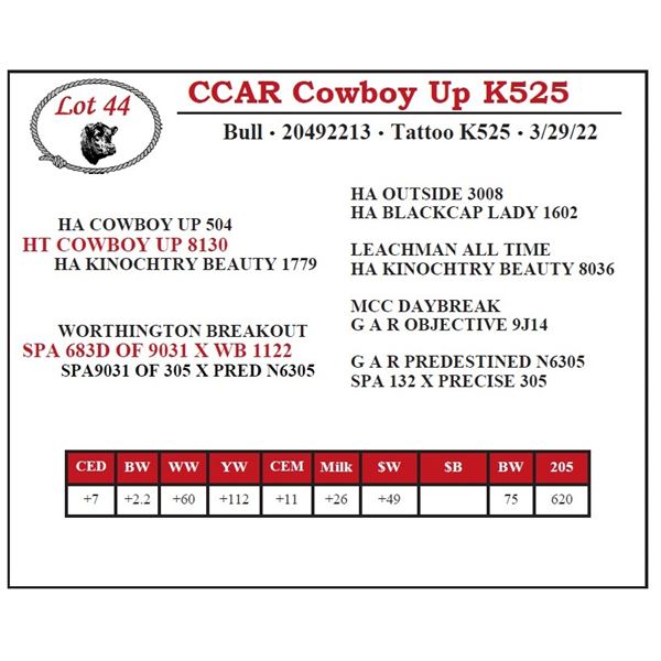 CCAR Cowboy Up K525
