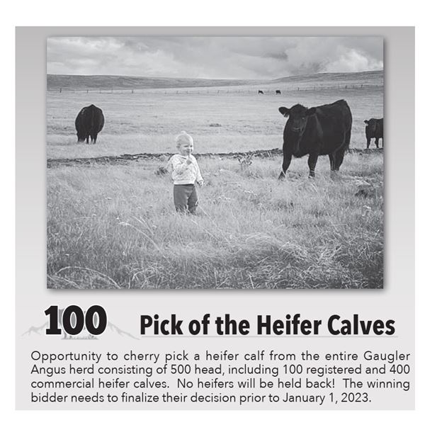 Pick of the Heifer Calves