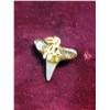Image 2 : 3117. Shark Tooth Pendant. 