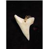 Image 2 : 3118. Shark Tooth Pendant. 