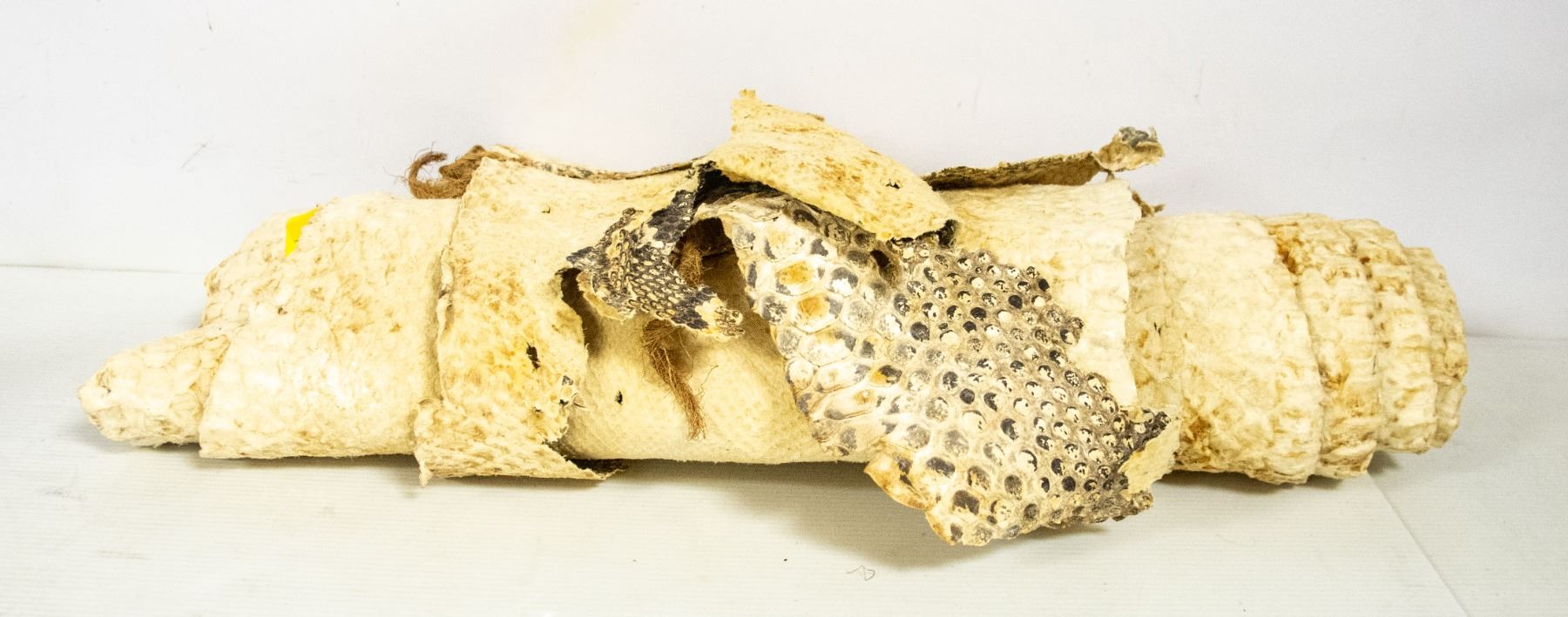12 FOOT PYTHON SNAKE SKIN FROM AFRICA